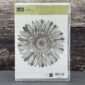 Sunflower 123608 01